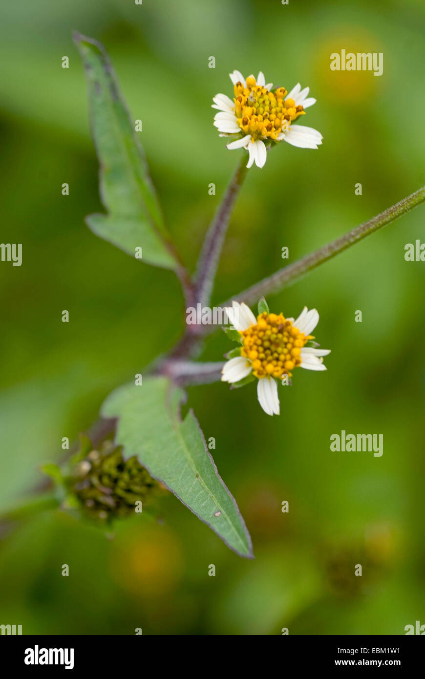 Hairy beggarticks (Bidens pilosa), fioritura Foto Stock