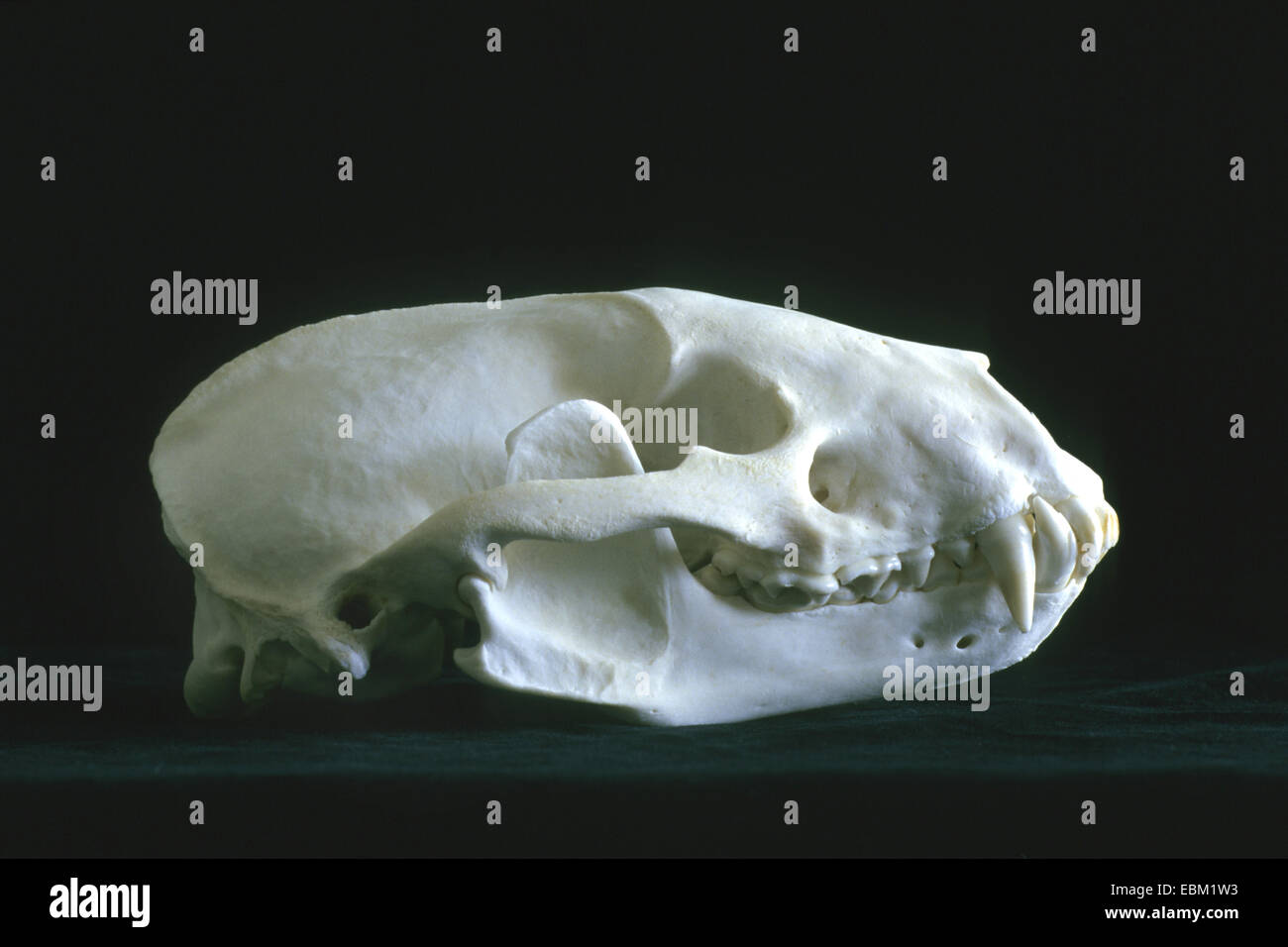 Il vecchio mondo badger, Eurasian badger (Meles meles), cranio Foto Stock