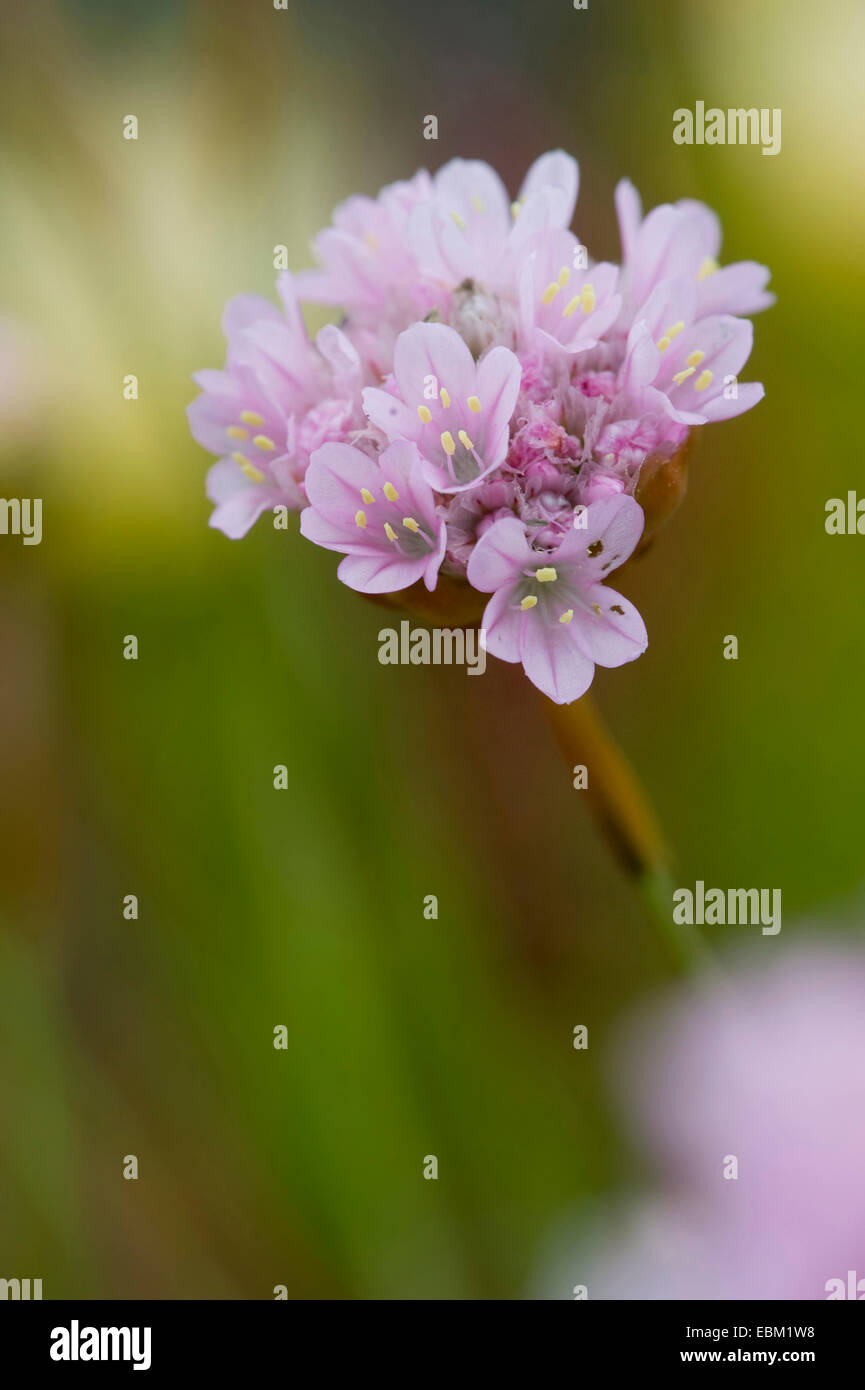 La parsimonia spinosa (Armeria Pungens), fioritura, Portogallo Foto Stock
