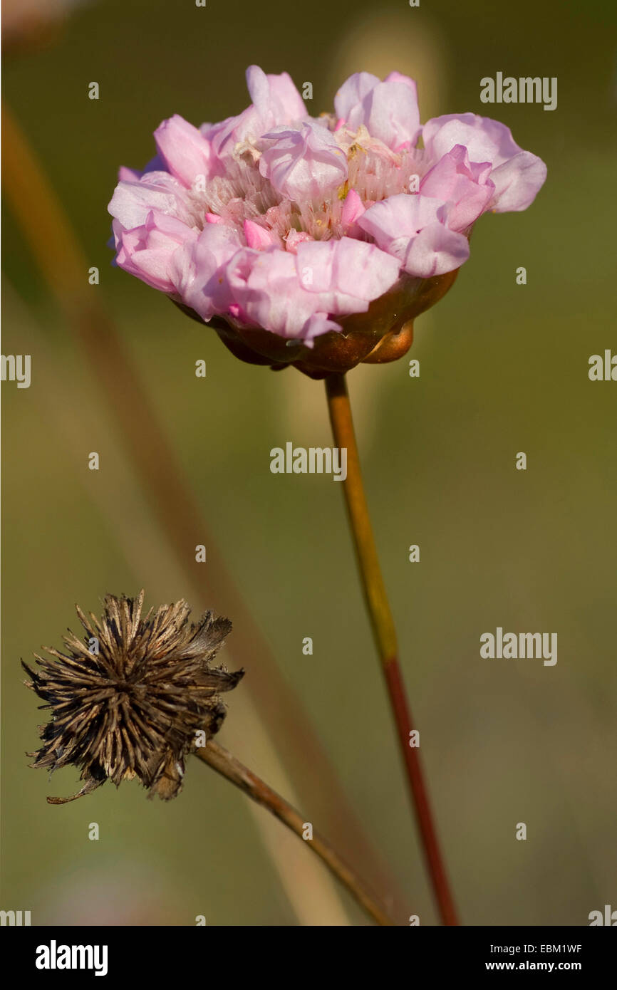 La parsimonia spinosa (Armeria Pungens), fioritura, Portogallo Foto Stock