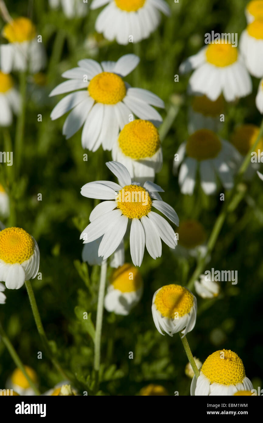 Russo (Camomilla Anthemis ruthenica), fioritura Foto Stock