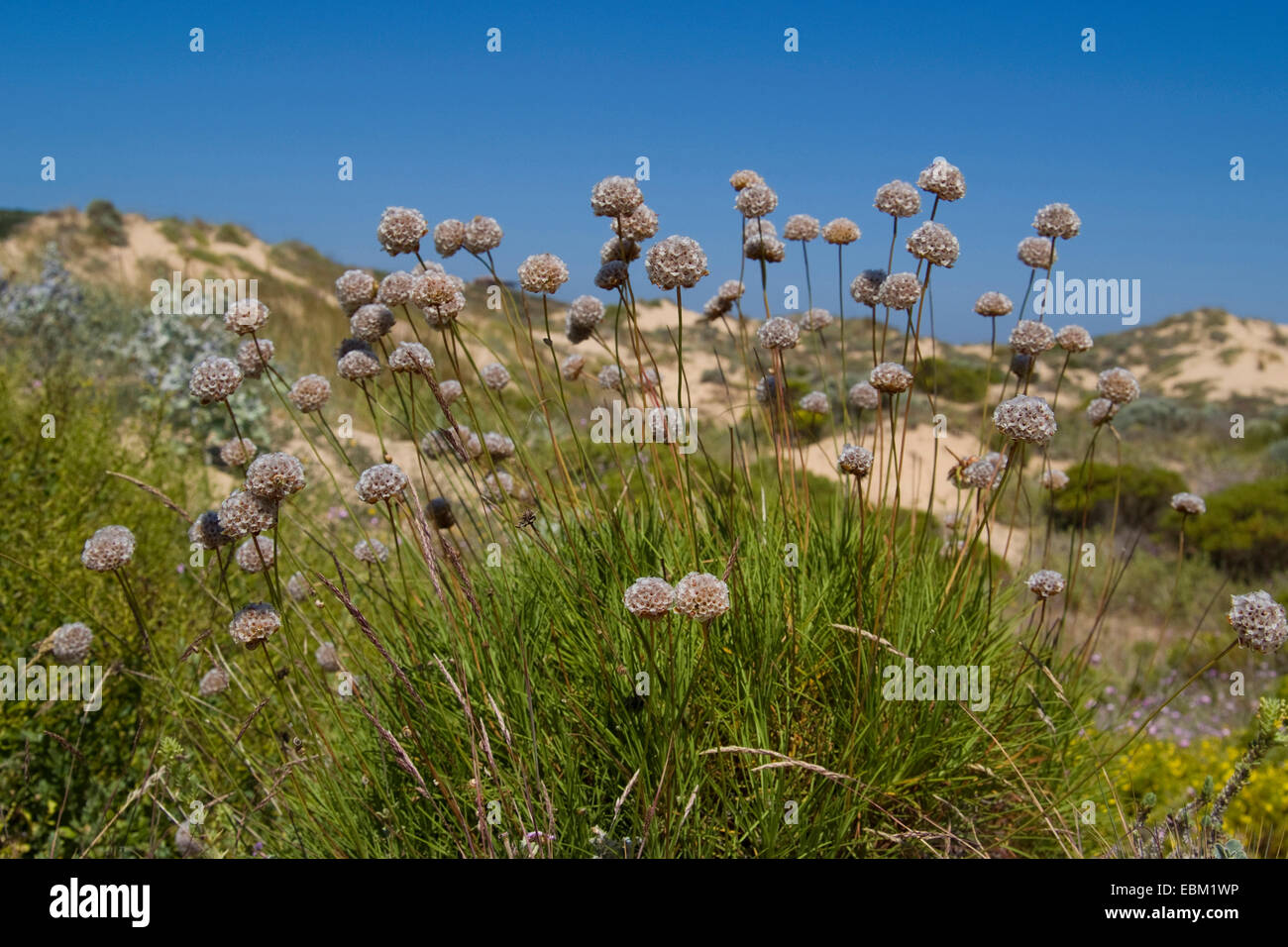 La parsimonia spinosa (Armeria Pungens), fioritura, Portogallo Foto Stock