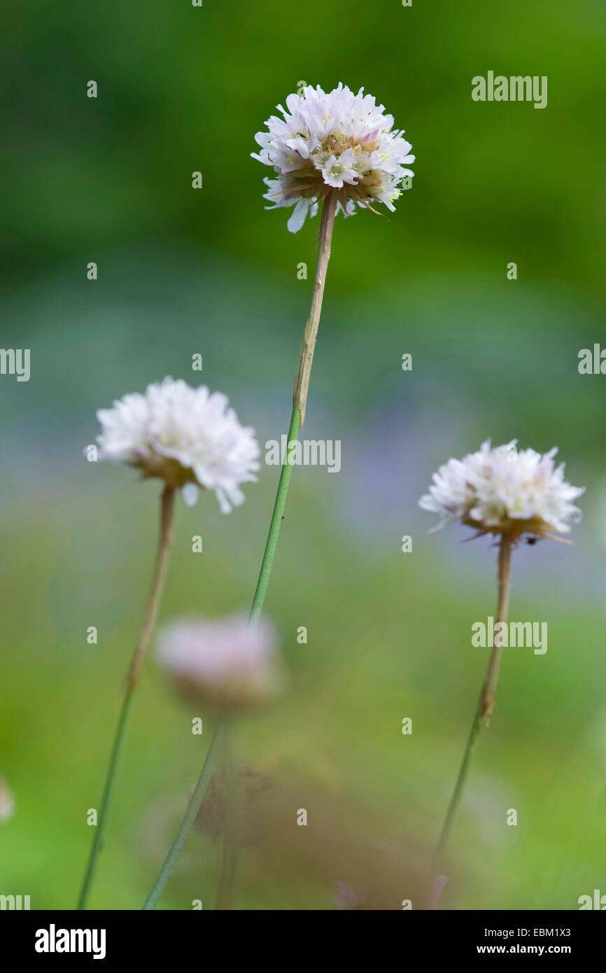 La parsimonia (Armeria arenaria), fioritura, Germania Foto Stock