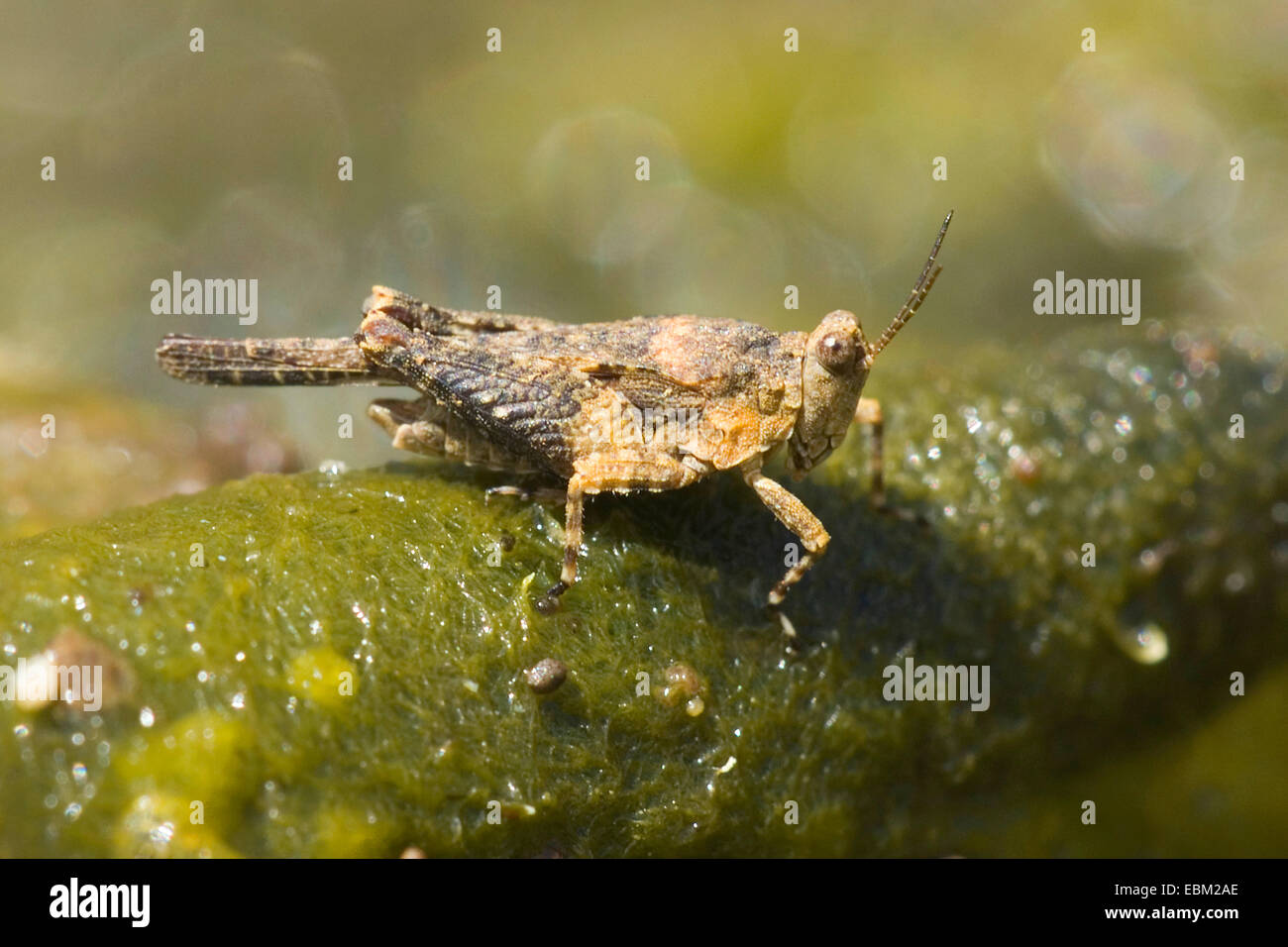 Mediterraneo (groundhopper Paratettix meridionalis), maschio, Francia, Corsica Foto Stock