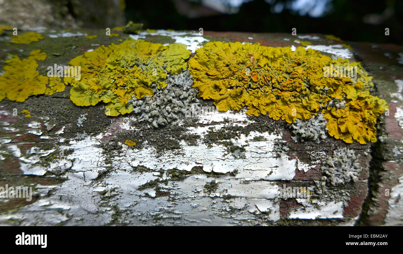 Ricoperti di licheni, vecchio recinto rustico, Germania Foto Stock
