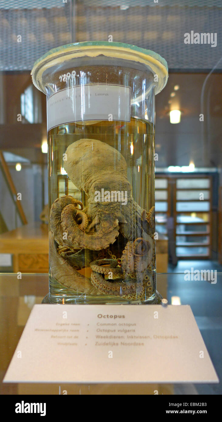 Polpo, Atlantico comune polpo, politica europea comune in materia di polpi (Octopus vulgaris), preparate il polpo in un cilindro di vetro Foto Stock