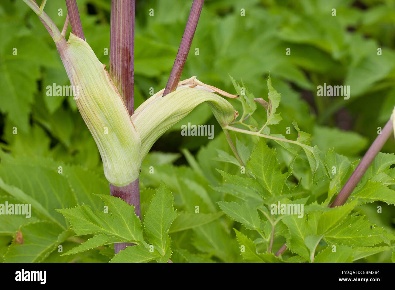 Arcangelo, Angelica, Santo Spirito, sedano selvatico, norvegese angelica (Angelica archangelica), guaina in foglia, Germania Foto Stock