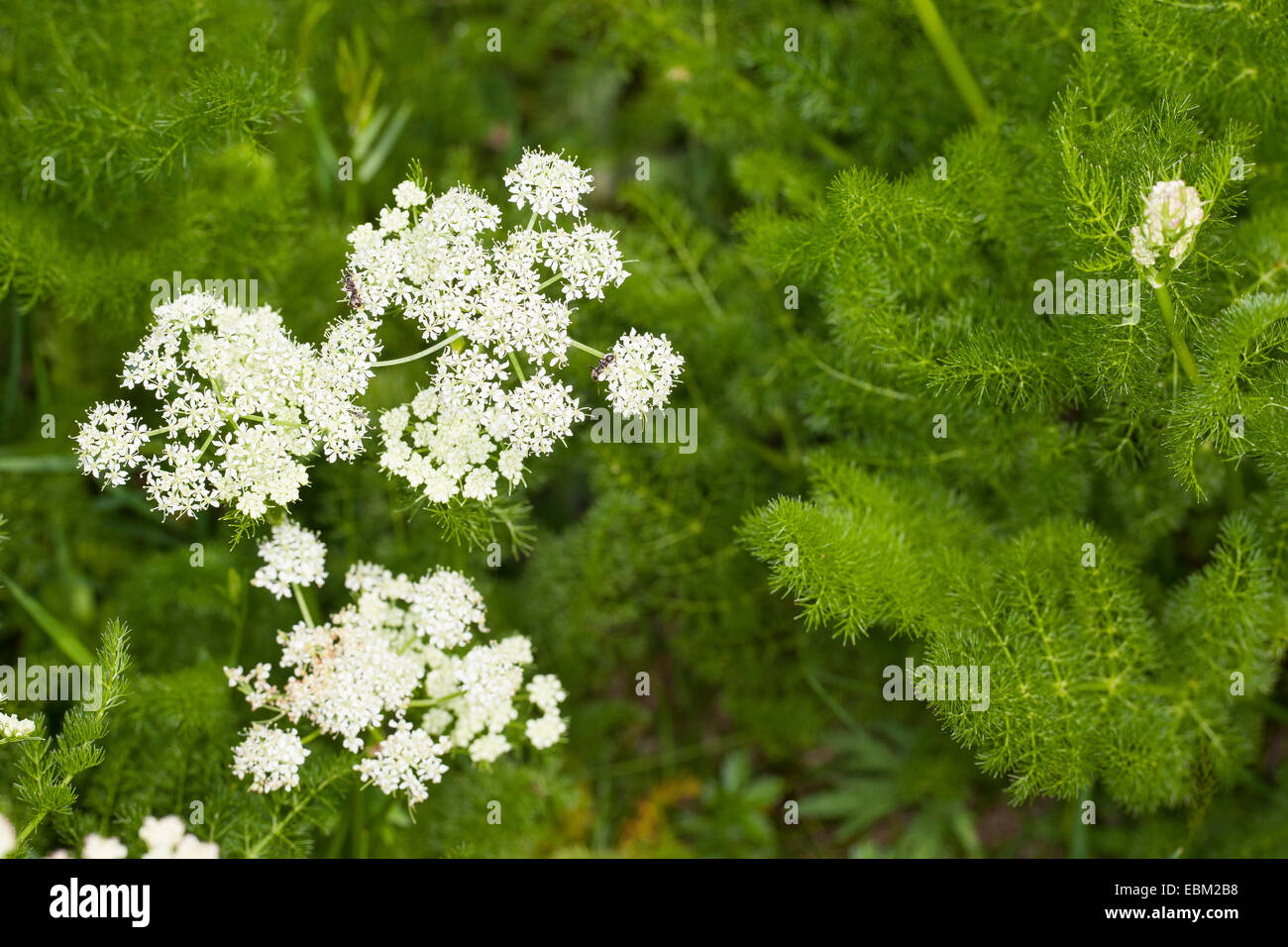 Baldmoney, Spignel, Bearwort (Meum athamanticum), fioritura, Germania Foto Stock