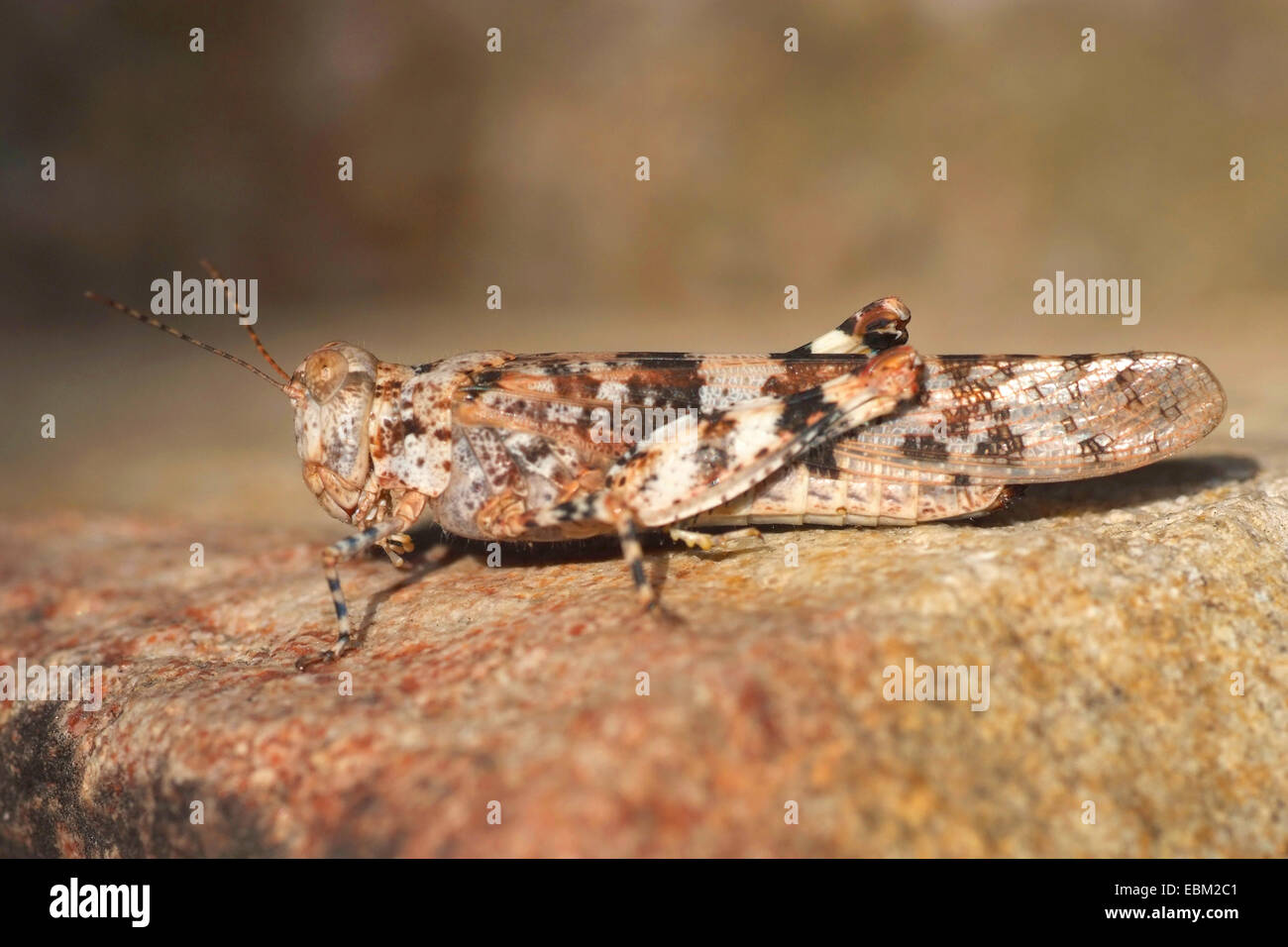 Grasshopper (Sphingonotus cf corsicus), a piena lunghezza Ritratto di una donna, Francia, Corsica Foto Stock