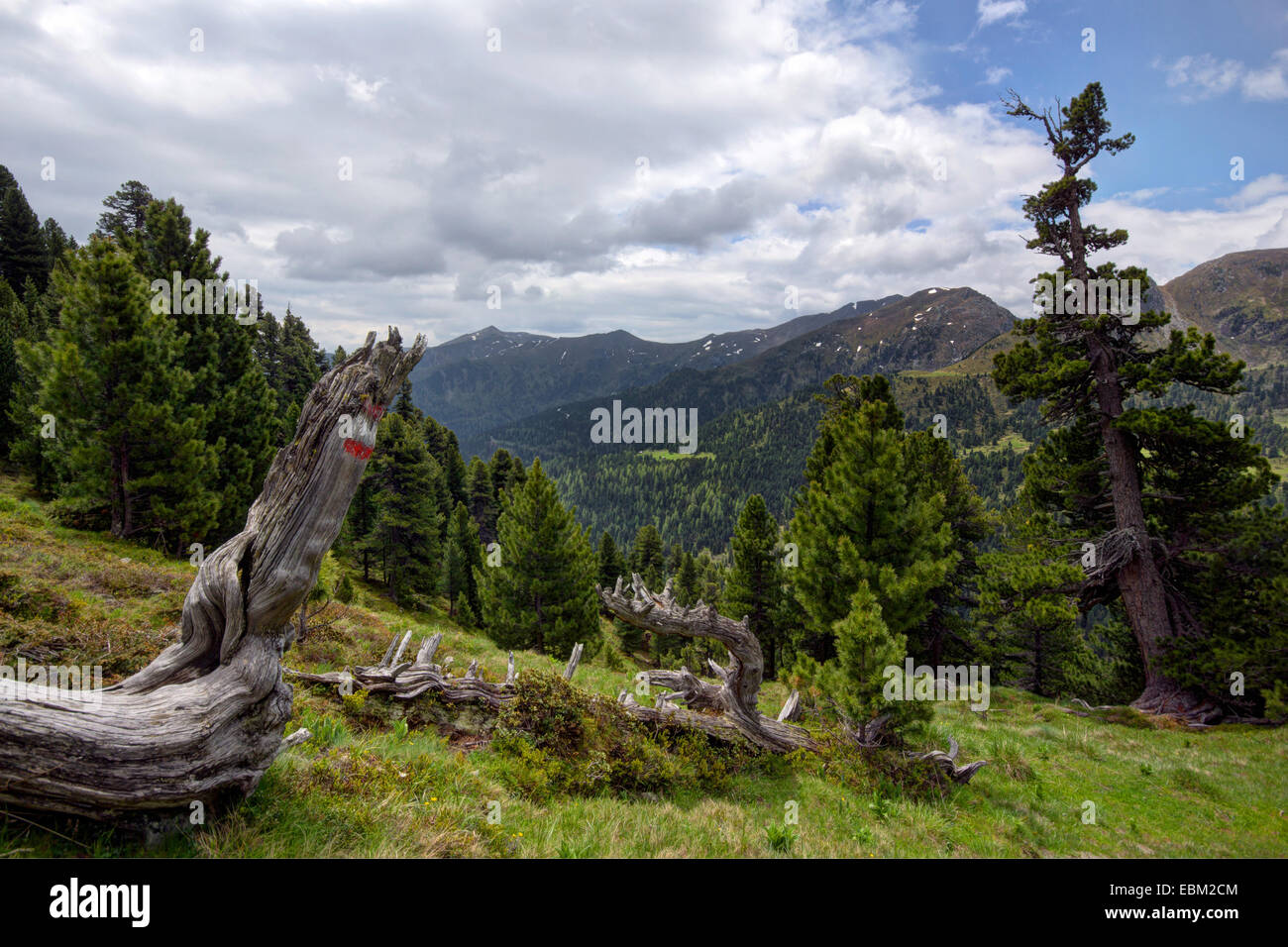 Il cembro, arolla pine (Pinus cembra), il paesaggio di montagna, Austria, Kaernten, Parco Nazionale Nockberge Foto Stock