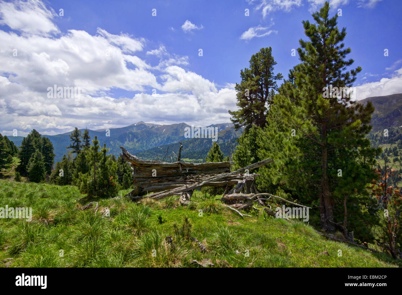 Il cembro, arolla pine (Pinus cembra), il paesaggio di montagna, Austria, Kaernten, Parco Nazionale Nockberge, Schneegrubensattel Foto Stock