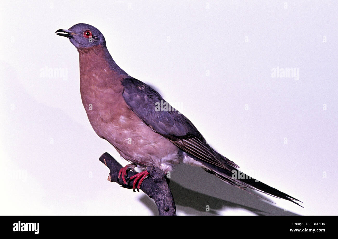 Piccione passeggero (Ectopistes migratoria), estinzione di specie di uccelli Foto Stock