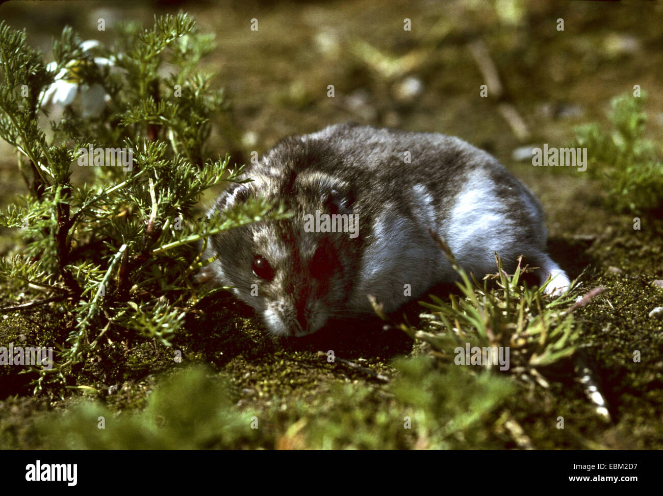 Striped hairy-footed hamster, Dzungarian criceto (Phodopus sungorus), a piena lunghezza ritratto Foto Stock