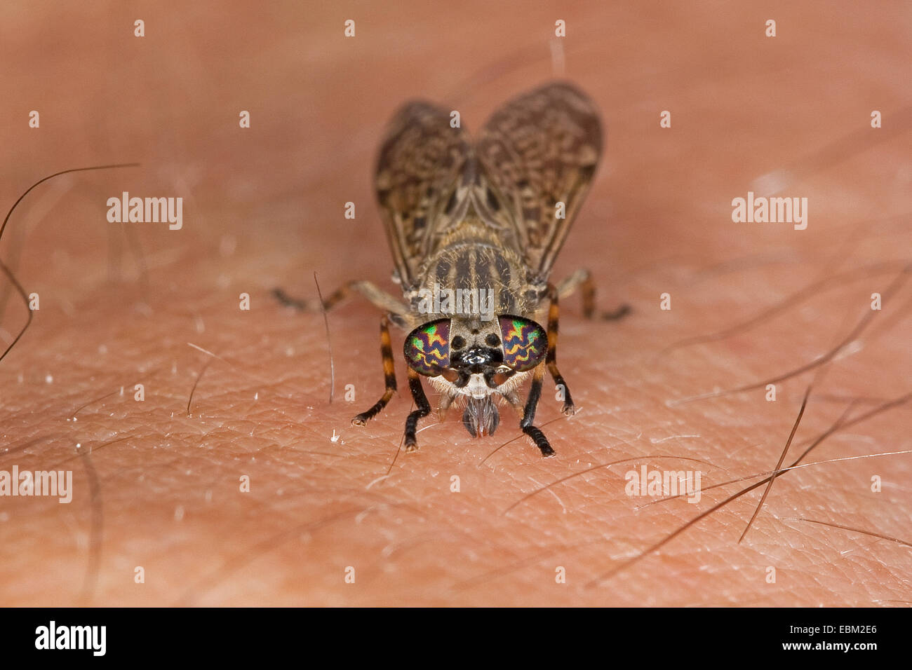 Cleg-fly, cleg (Haematopota pluvialis), sulla pelle umana, Germania Foto Stock