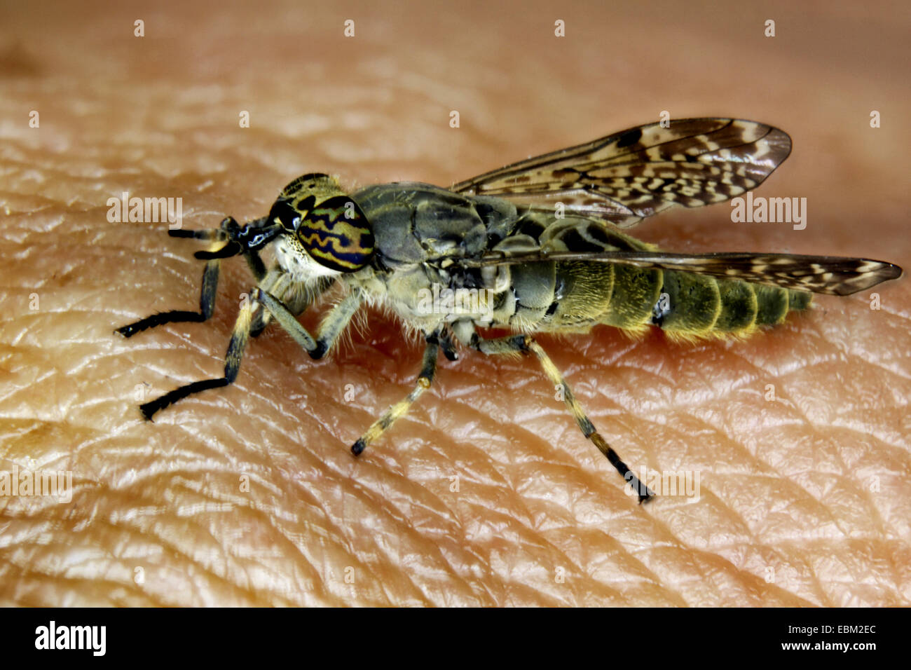 Cleg-fly, cleg (Haematopota pluvialis), seduto sulla pelle umana, Germania, Meclemburgo-Pomerania Occidentale Foto Stock