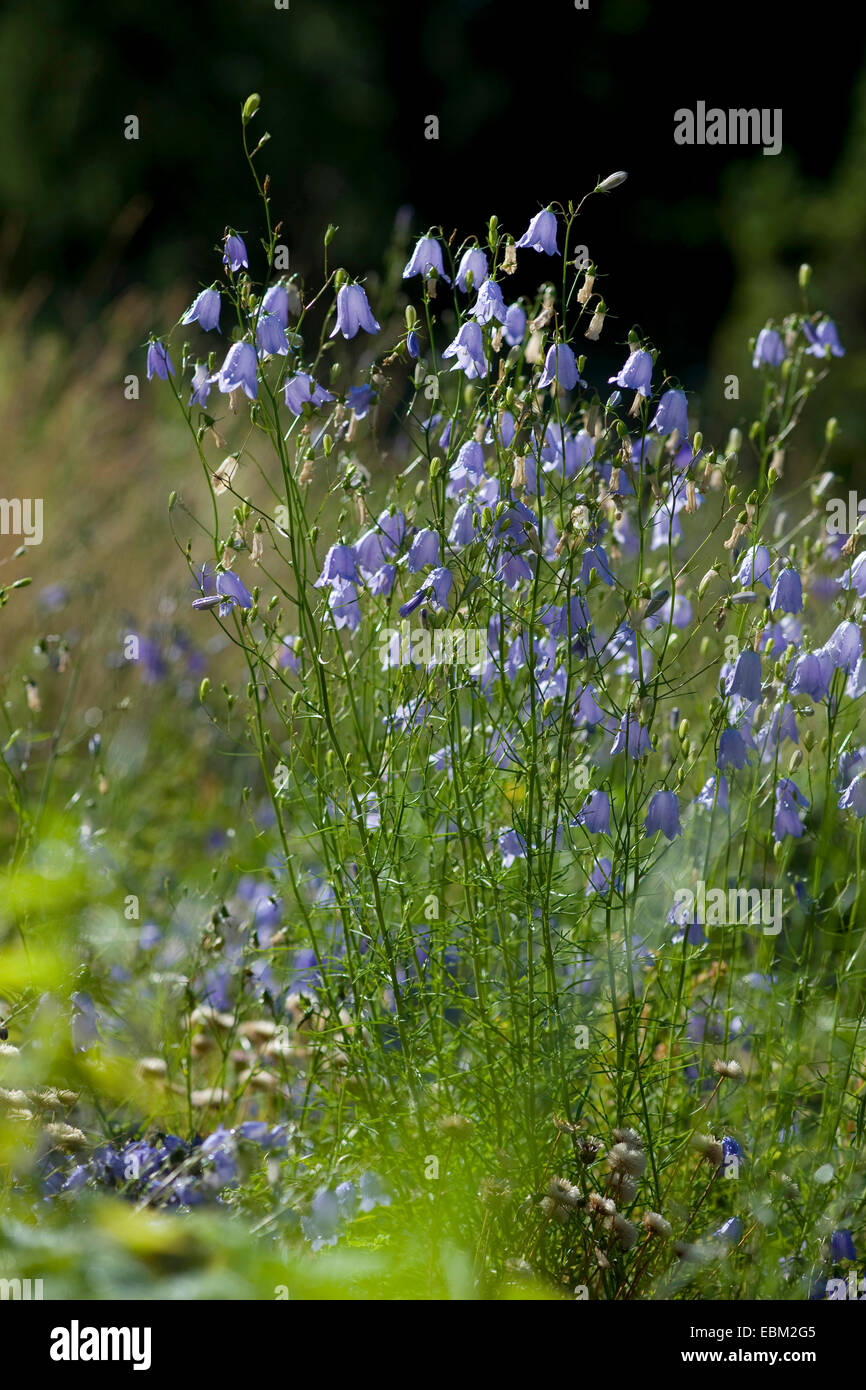 Lady's-ditale, scotch bluebell, harebell (Campanula rotundifolia), fioritura, Germania Foto Stock