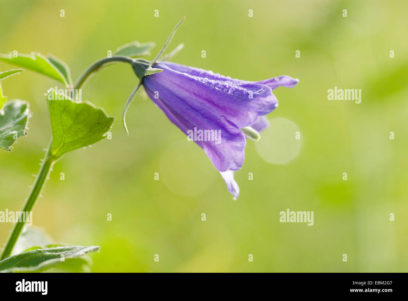 Di latifoglie (Harebell Campanula rhomboidalis), fiore, Svizzera Foto Stock