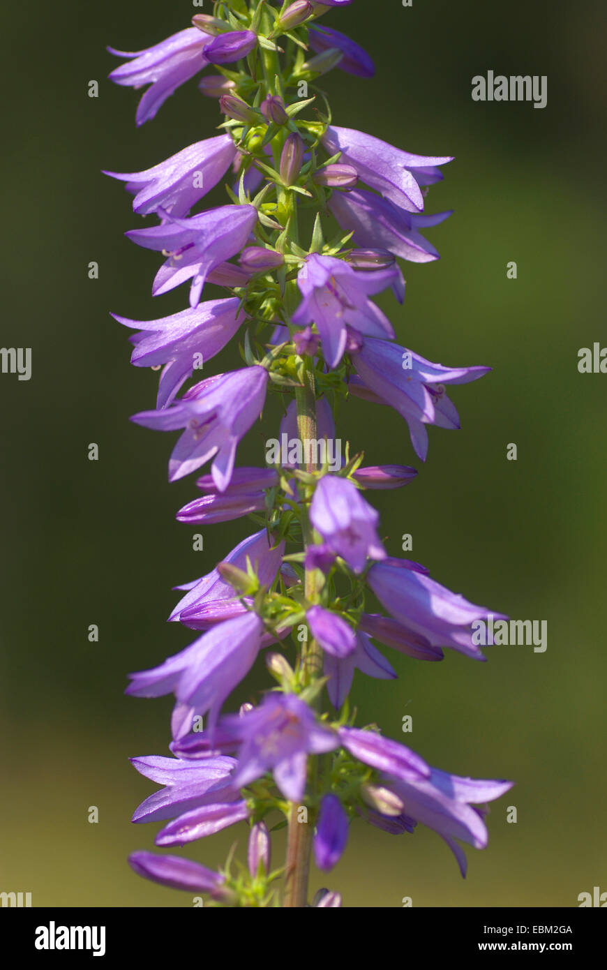 Pale Campanula (Campanula bononienses), infiorescenza, Germania Foto Stock