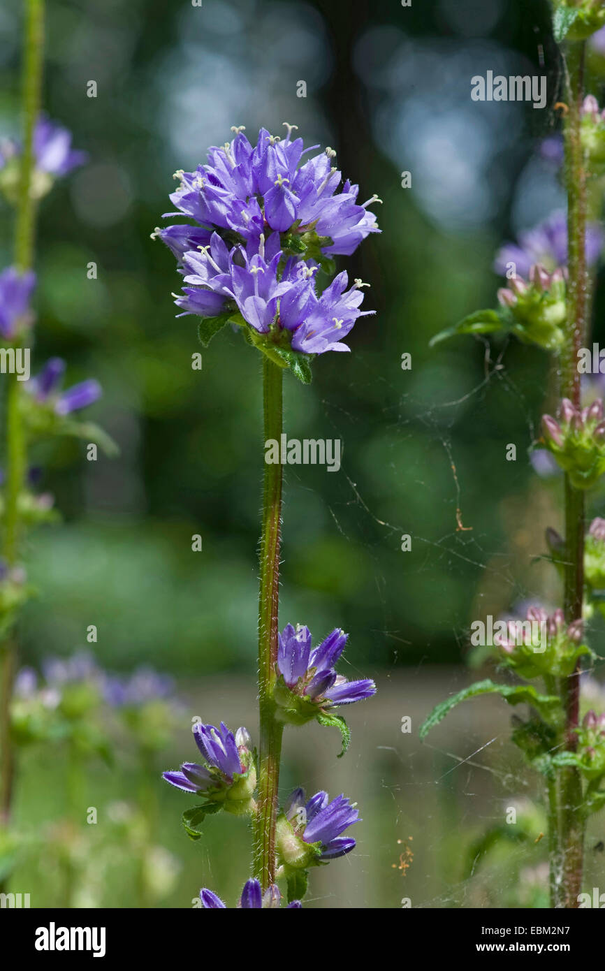 Ispido campanula (Campanula cervicaria), fioritura, Germania Foto Stock