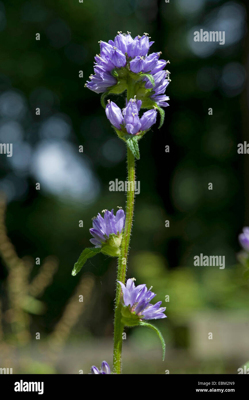 Ispido campanula (Campanula cervicaria), fioritura, Germania Foto Stock