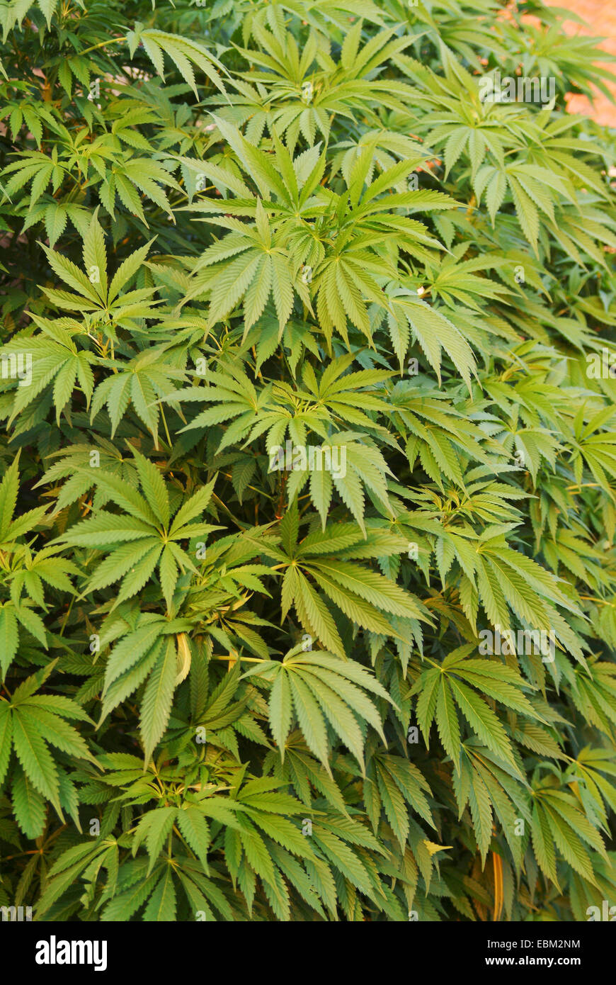 Canapa Indiana (Cannabis sativa var. indica) Foto Stock