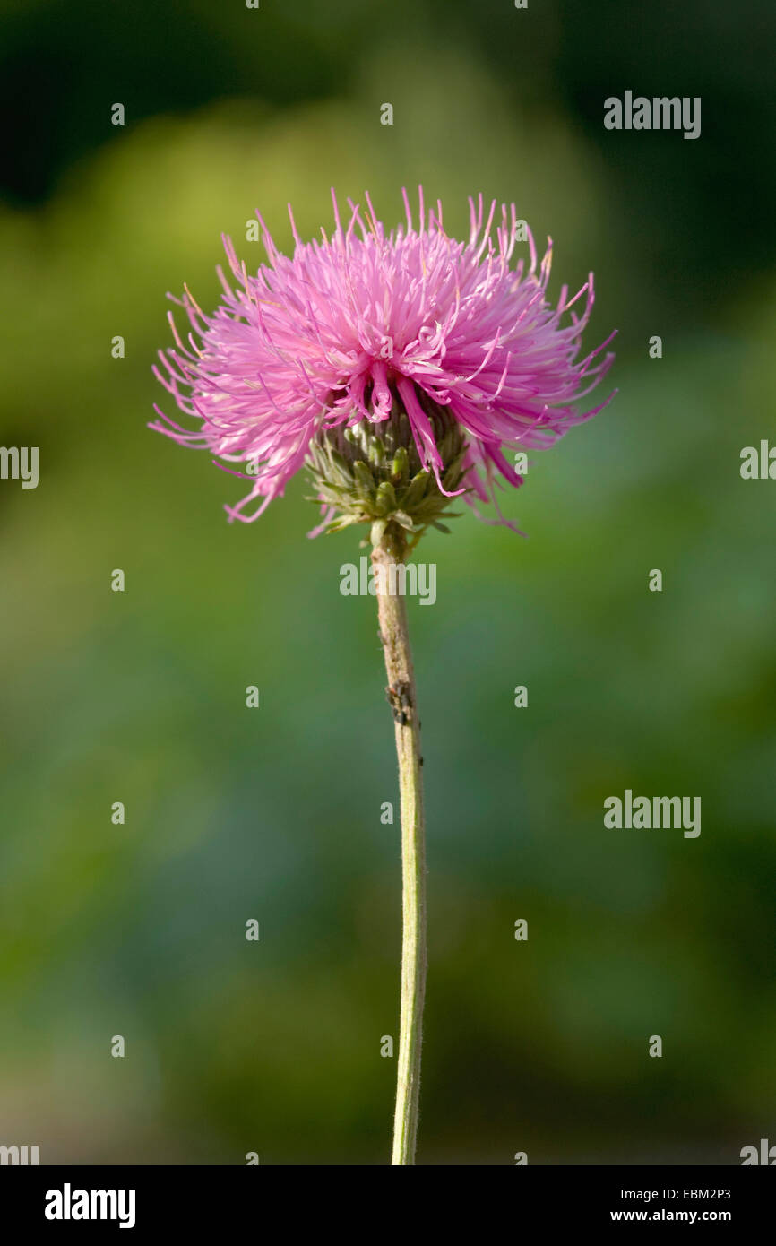 Alpine thistle (Carduus defloratus), fioritura, Germania Foto Stock