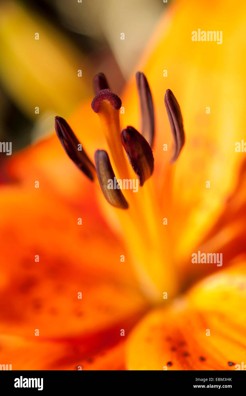 Deep orange fiore di giglio in stretta fino a stame e antere. I colori vivaci e il morbido blur. Foto Stock
