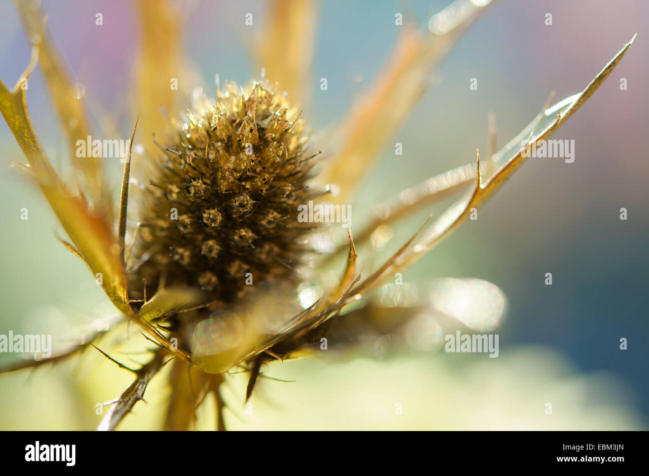 Oro spruzzato eringio (Eryngium) fiore di testa. Foto Stock