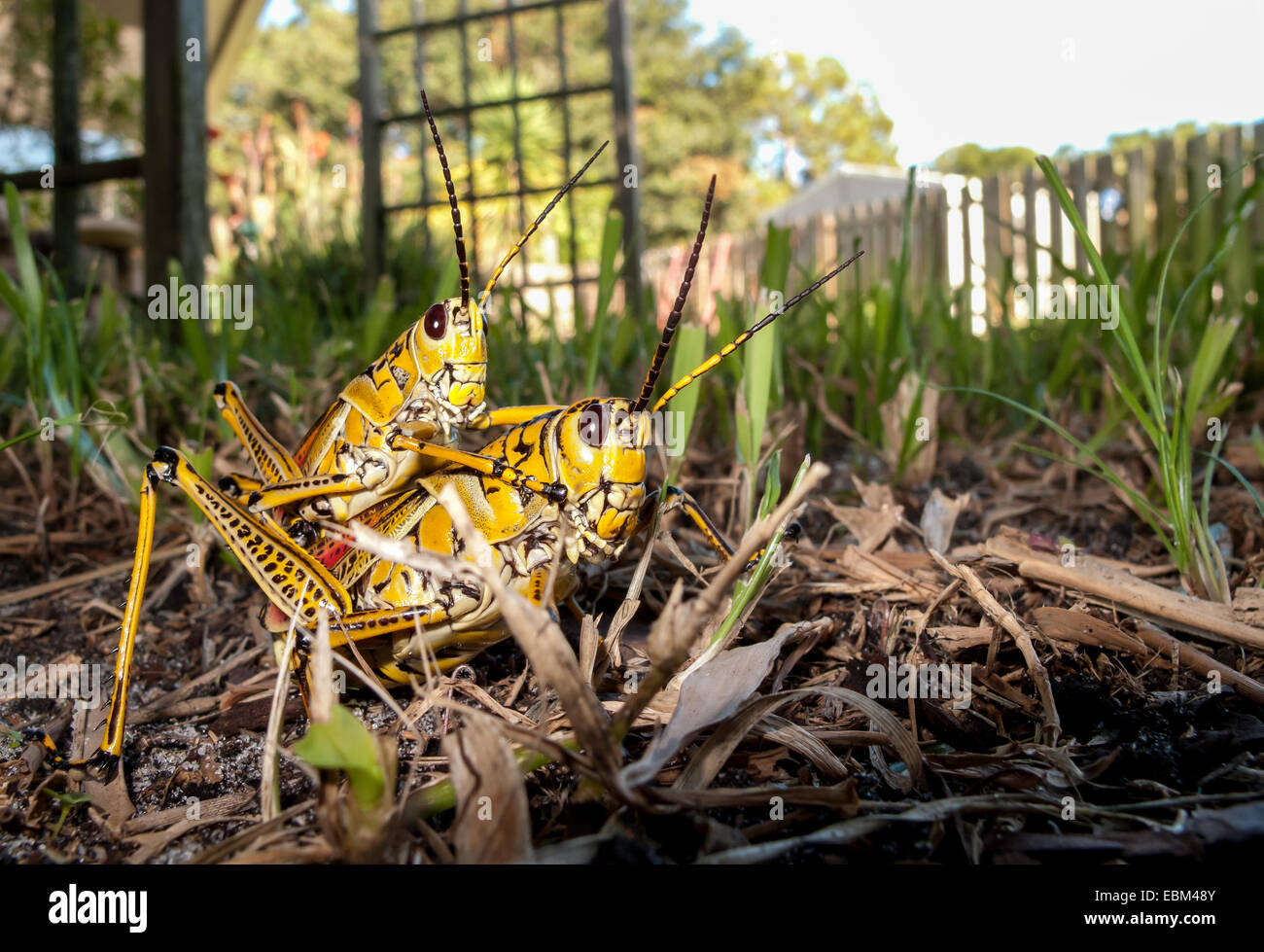 Vista frontale ravvicinata di due lubber orientali Grasshoppers (Romalela guttata Houttuyn) che si accoppiano a terra in un cortile della Florida. Foto Stock
