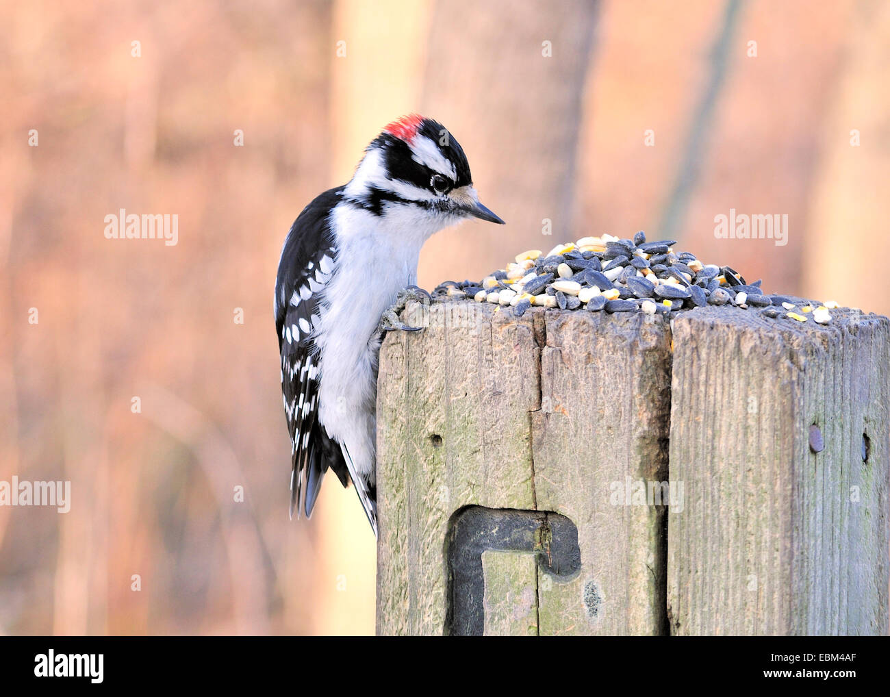 Un maschio di picchio lanuginosa appollaiato su un post con seme di uccelli. Foto Stock