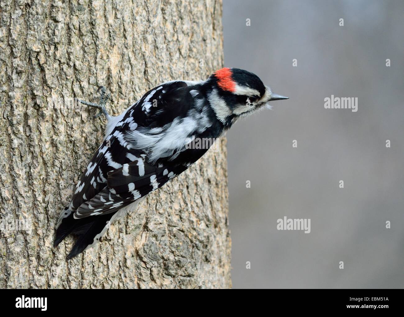 Maschio Picchio lanuginosa appollaiato su un tronco di albero. Foto Stock