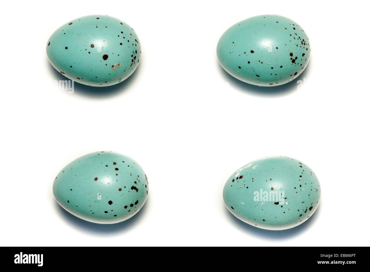 Denisovo. Rjazan Regione, area Pronsky. La Russia. Turdus philomelos, tordo bottaccio. Foto Stock