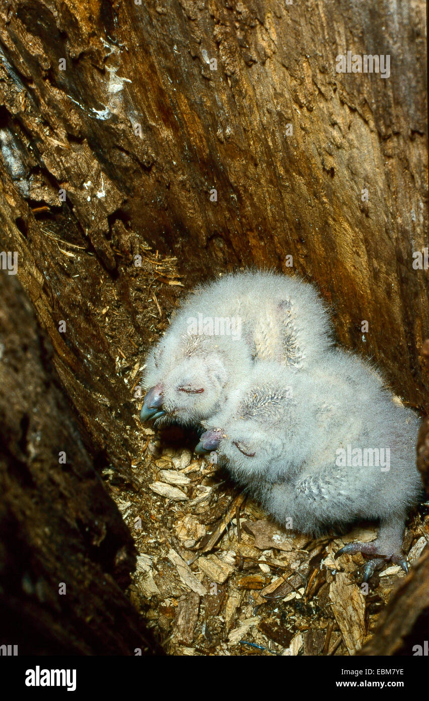Due giovani Allocco (Strix aluco) età di pochi giorni nel nido Foto Stock