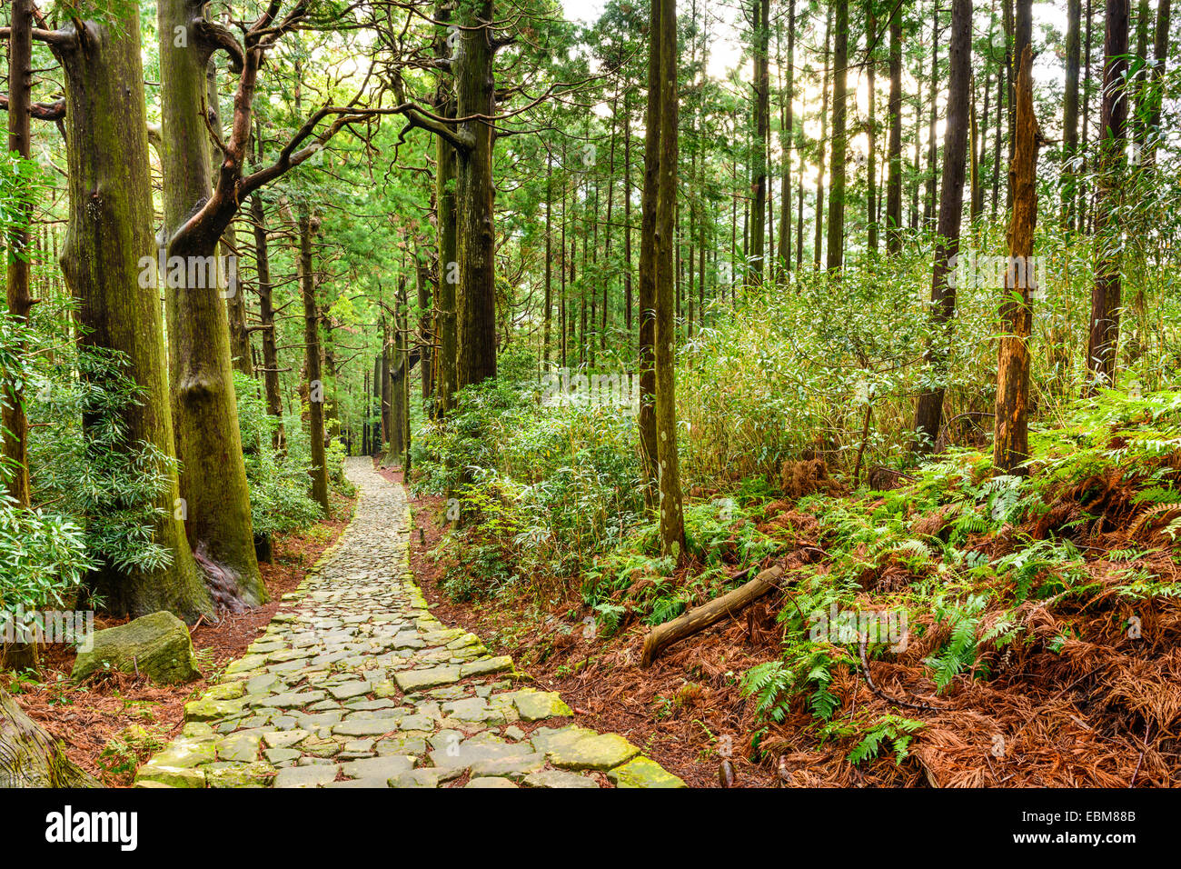 Kumano Kodo a Daimon-zaka, un sentiero sacro designato come sito del Patrimonio Mondiale dell'UNESCO in LA NACHI, Wakayama, Giappone. Foto Stock