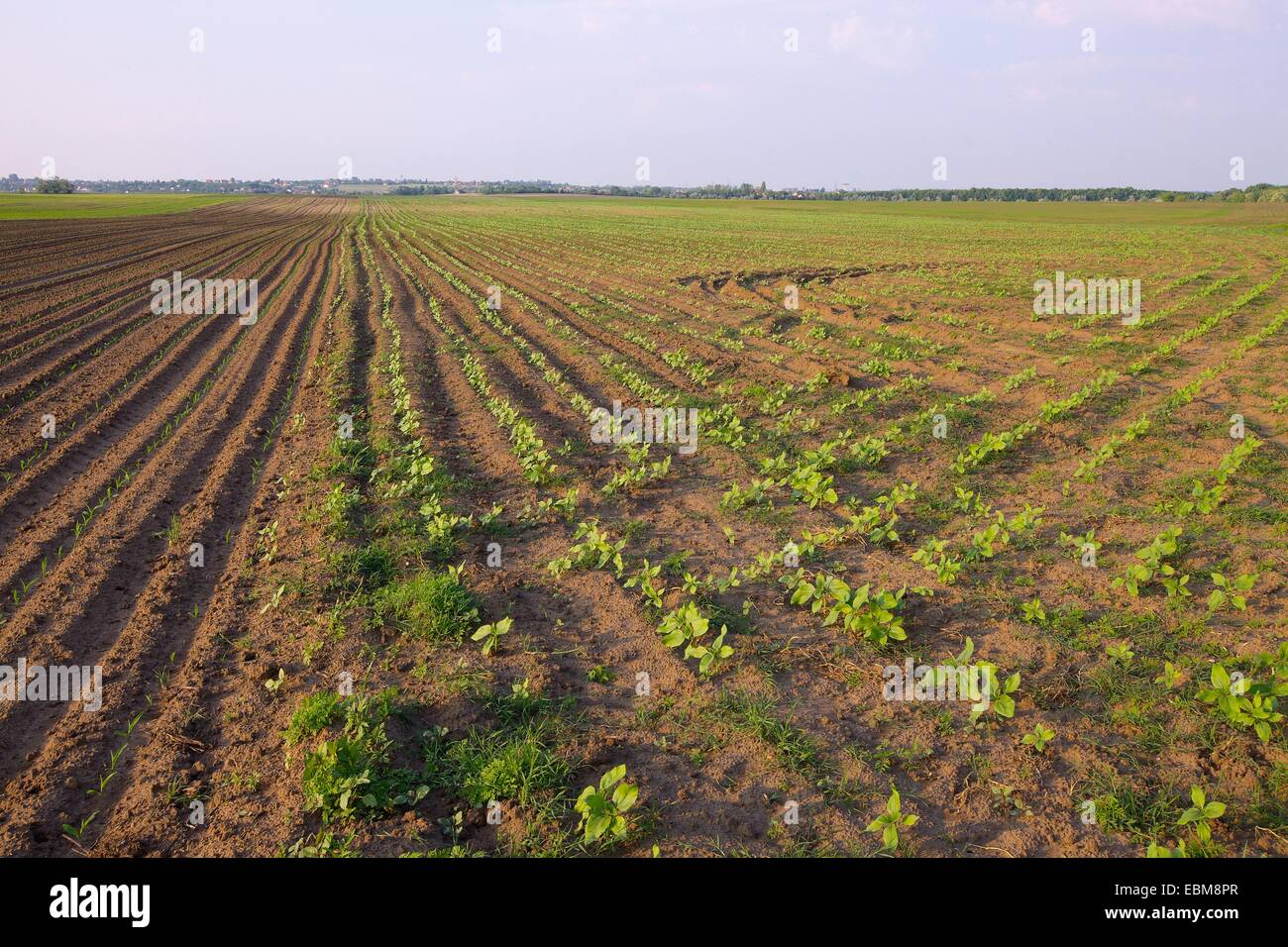 Campo Foto Stock