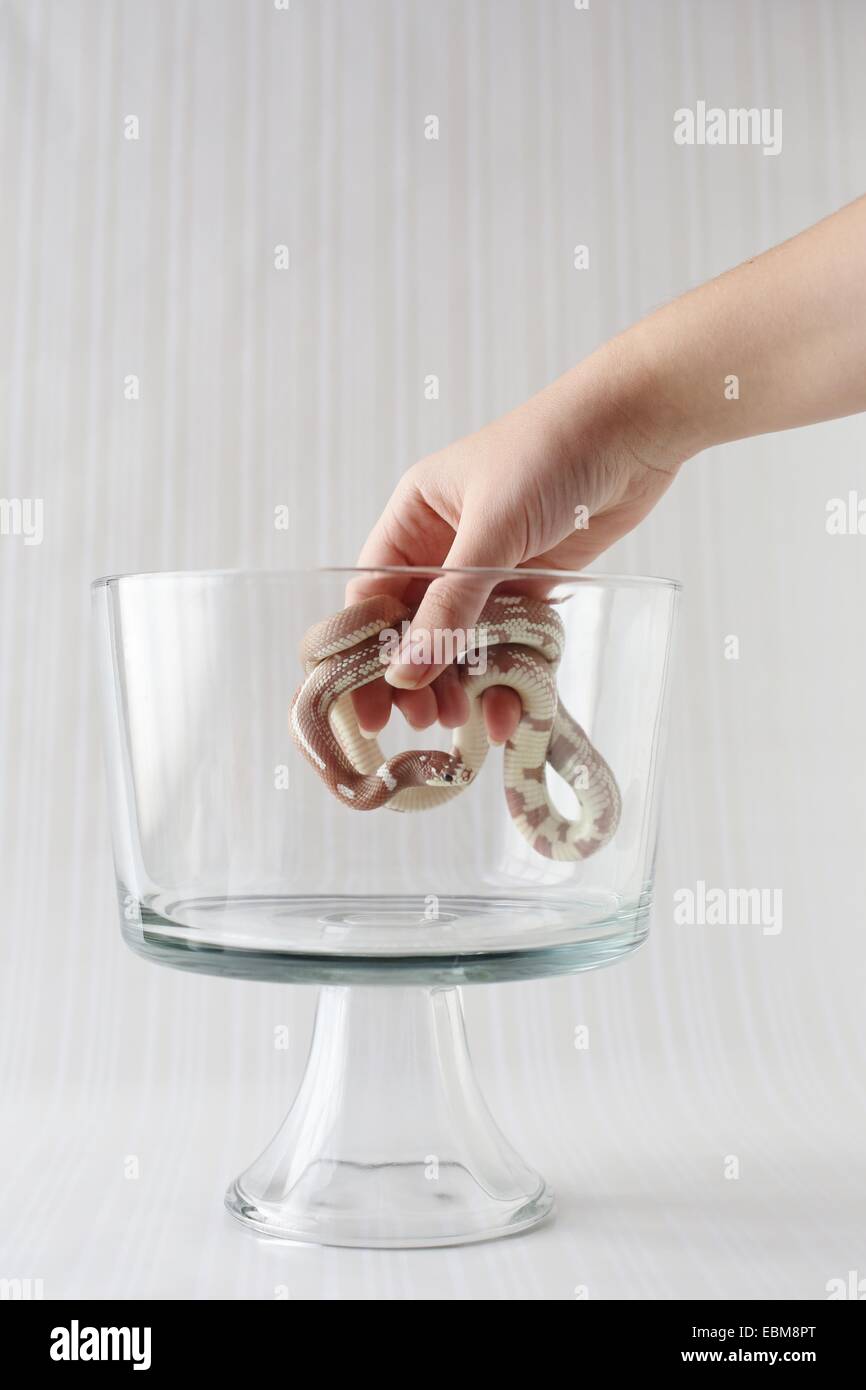 Una mano di mettere un serpente in un recipiente di vetro. Foto Stock