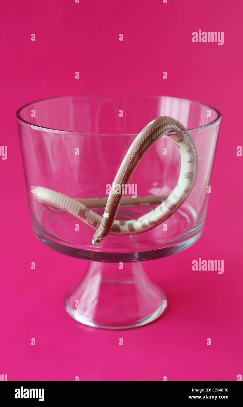 Un serpente slithering fuori da un contenitore di vetro. Foto Stock
