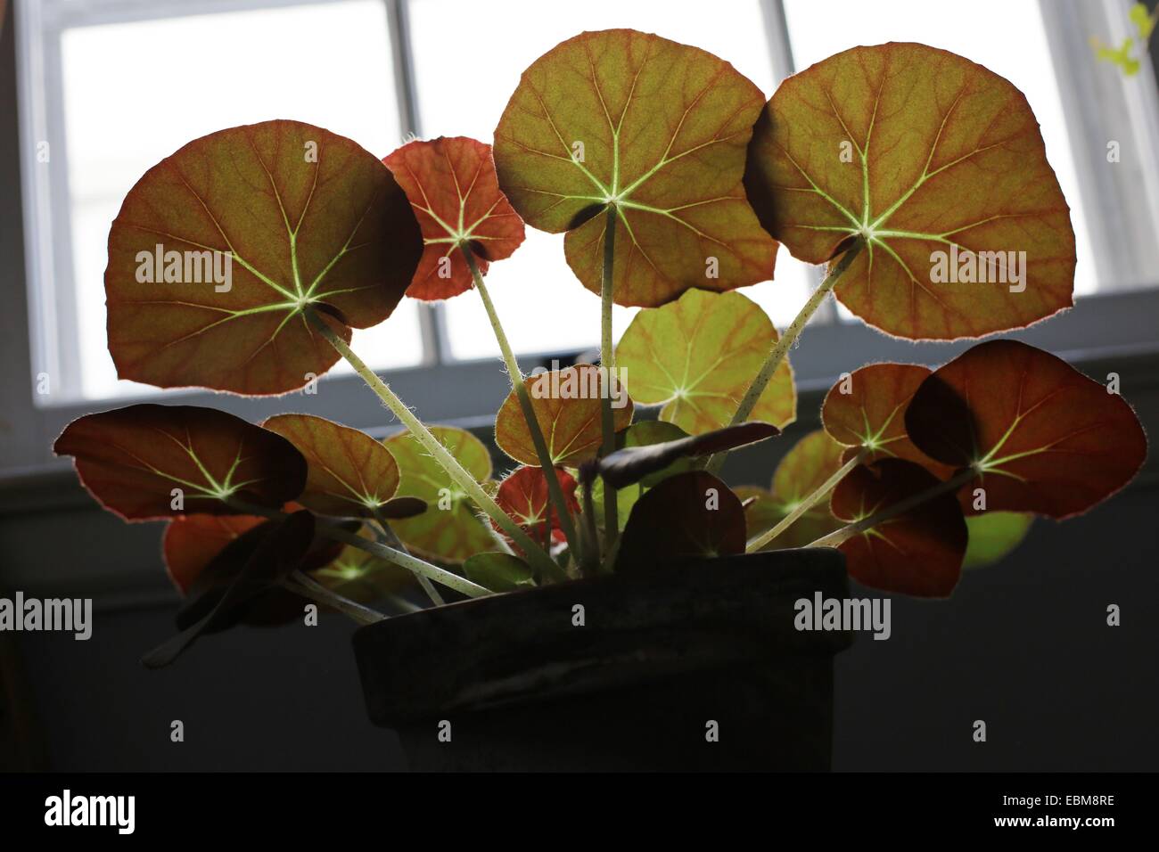 Sole che splende attraverso le foglie di una begonia pianta di casa. Foto Stock