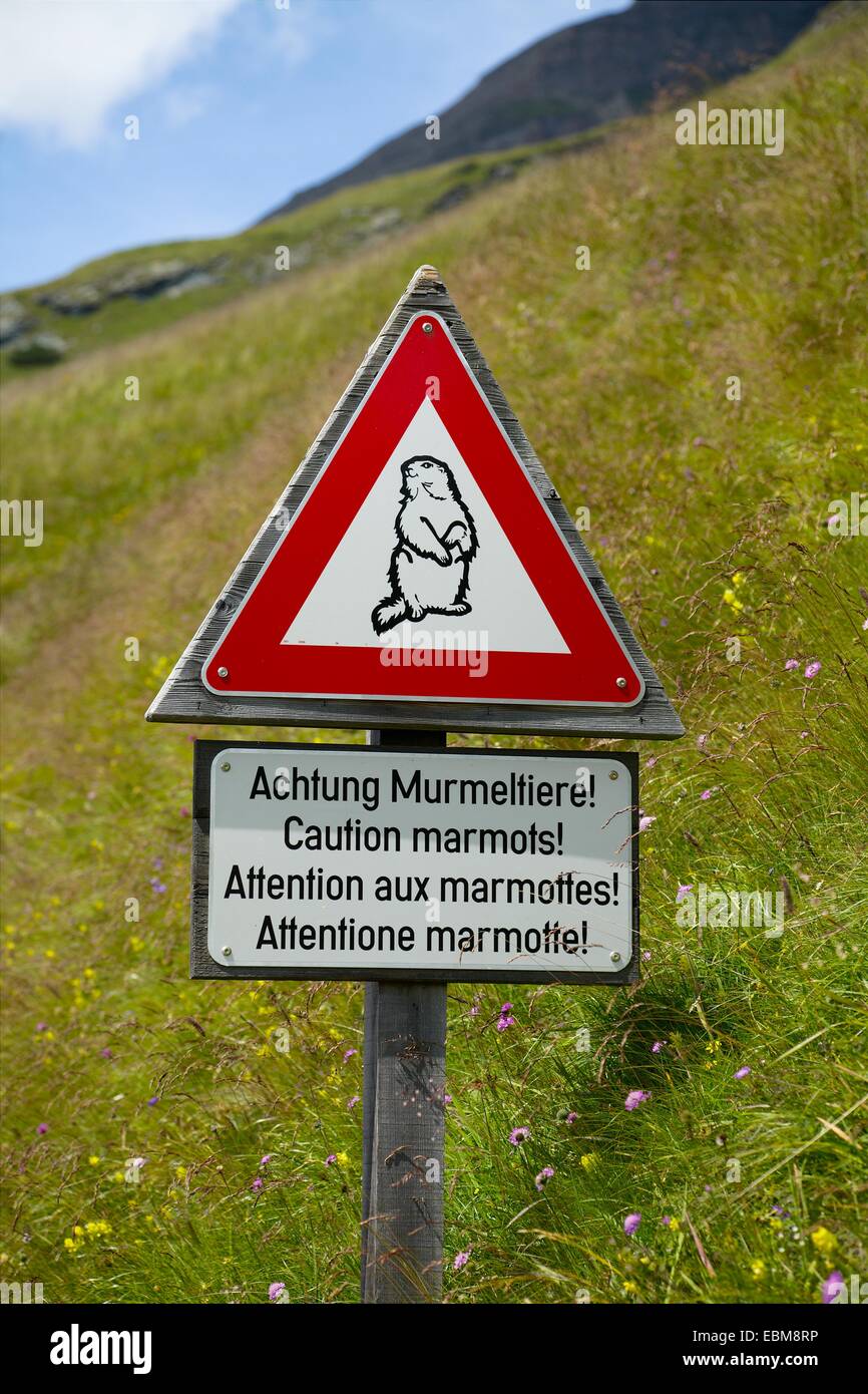 Marmotte Foto Stock