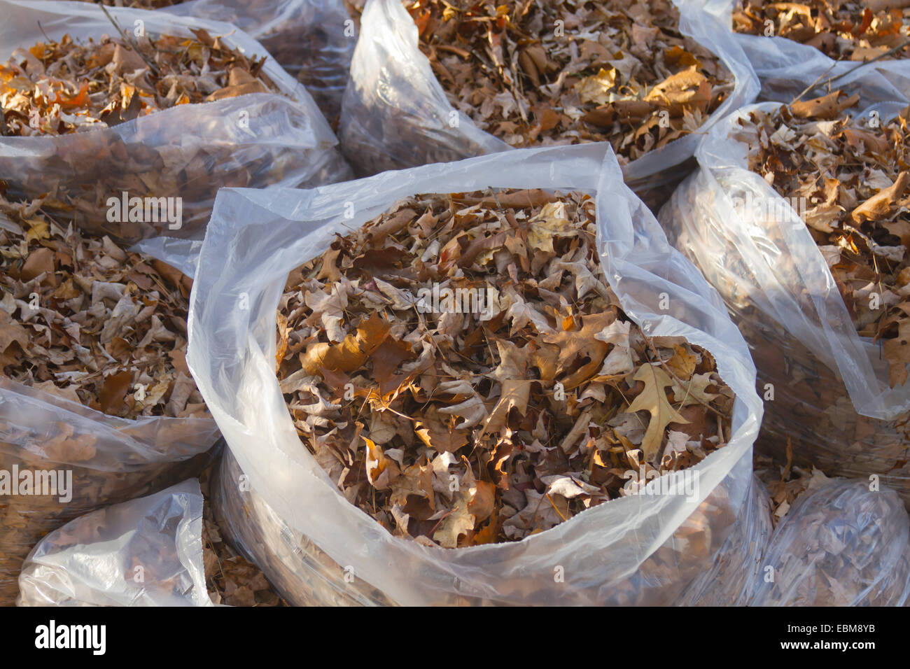 Un mazzetto di chiara immondizia di plastica sacchi riempiti con l'autunno di foglie di quercia Foto Stock