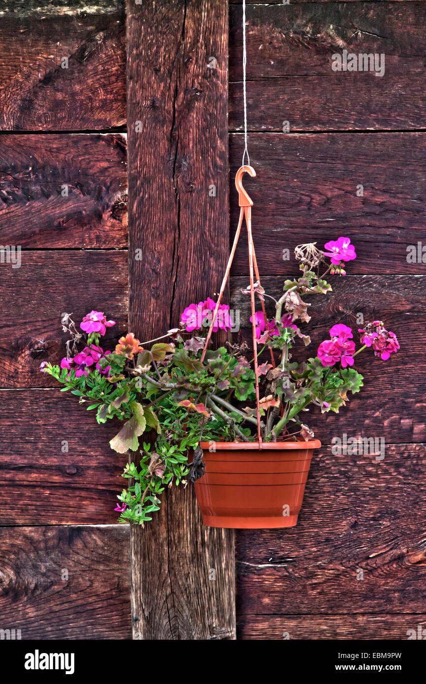 Vaso di fiori pendenti davanti la casa in legno parete Foto Stock