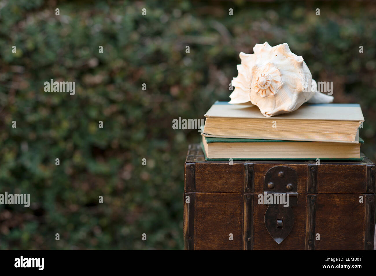 Conch shell con la pila di libri su un petto Foto Stock