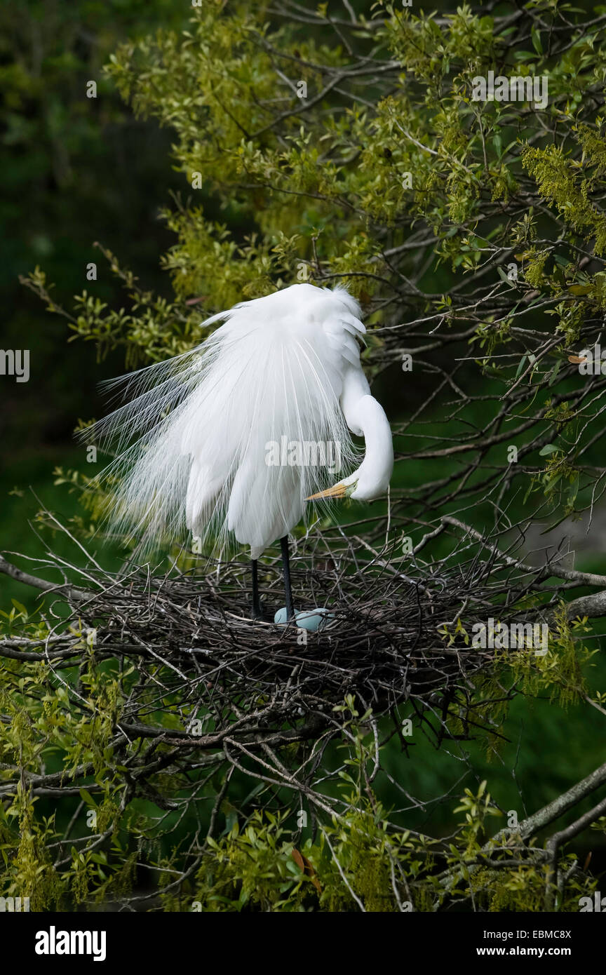 Grande Egret (Casmerodius albus) con allevamento piumaggio in piedi e preening con testa e collo piegato verso il basso come se guardando uova blu pallido nel nido. Foto Stock