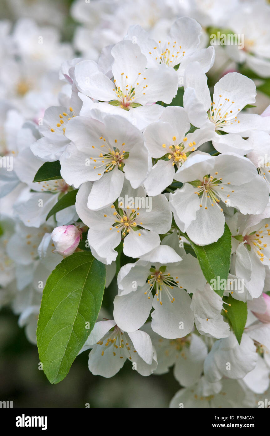 MALUS 'WHITE ANGEL' Foto Stock