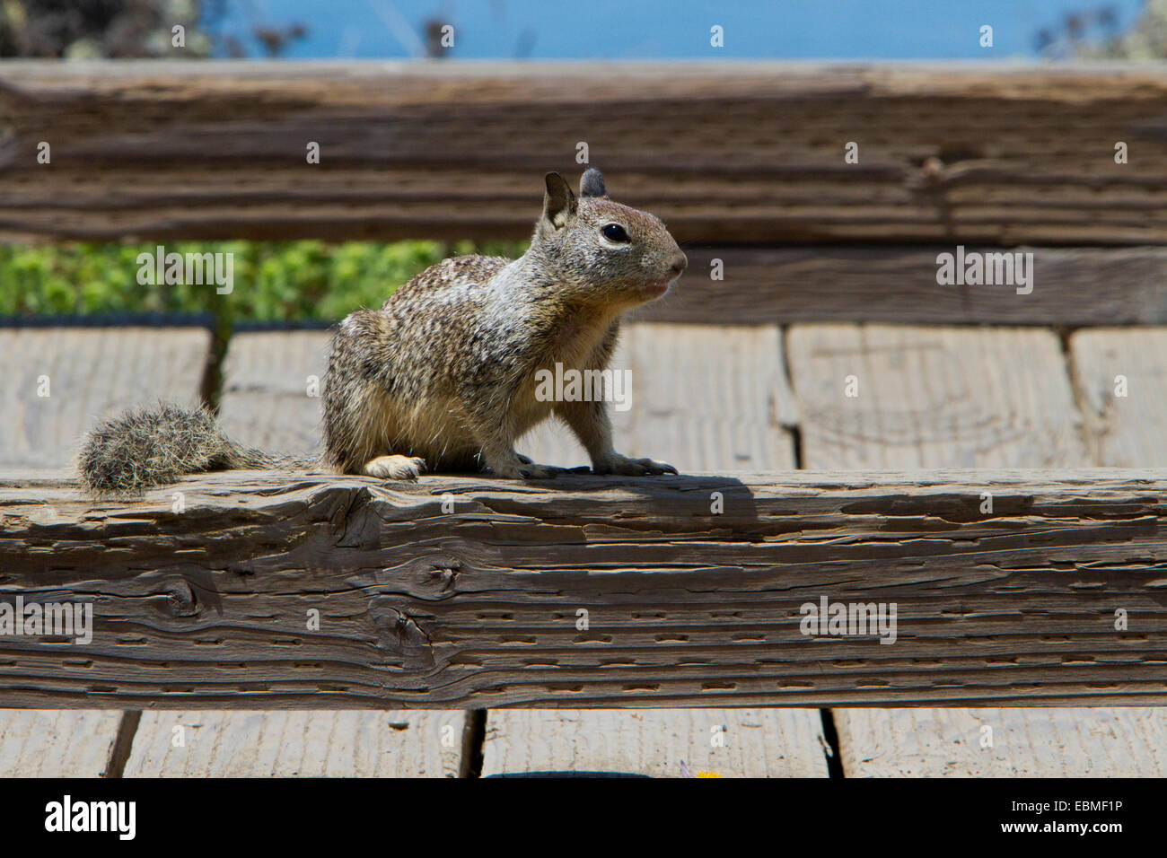 La massa della California scoiattolo (Otospermophilus beecheyi) seduti sulla scherma vicino alla spiaggia sulla costa ovest della California, Stati Uniti d'America in luglio Foto Stock