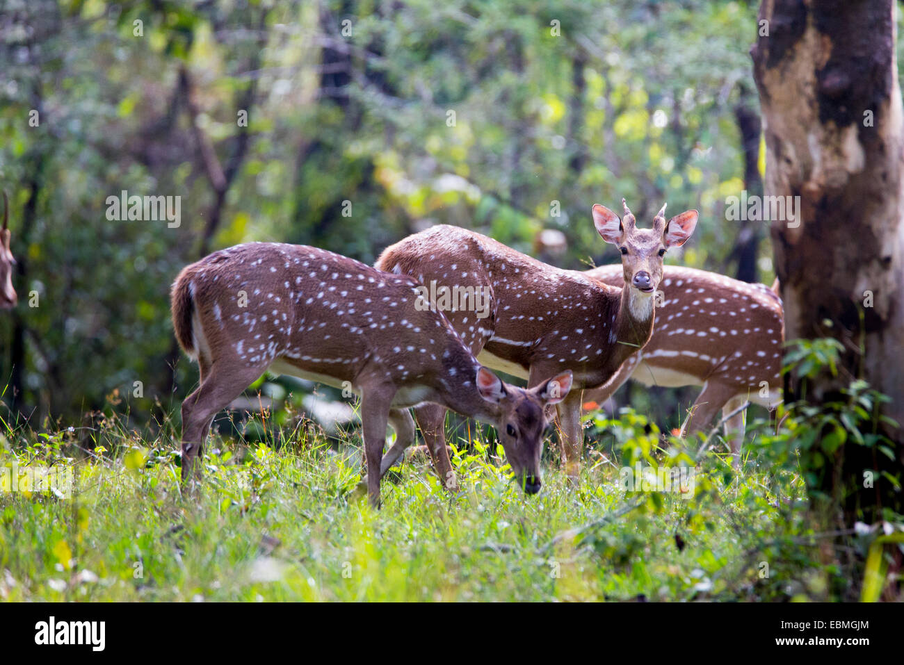 Avvistato cervi asse o deer Foto Stock