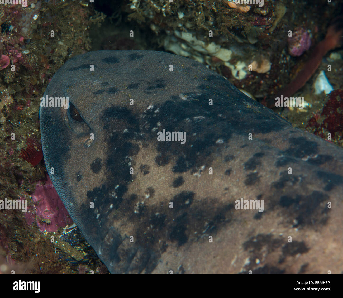 Pattino, fiordland, Nuova Zelanda Foto Stock