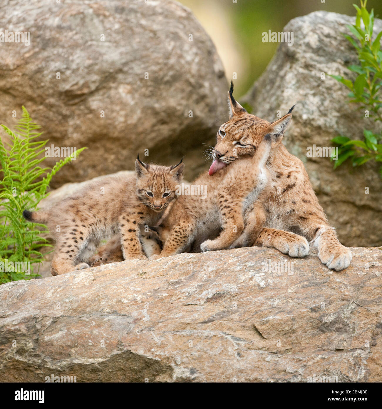 Eurasian (Lynx Lynx lynx), madre e lupetti giacente su una roccia, prigionieri Parco Nazionale della Foresta Bavarese, Baviera, Germania Foto Stock