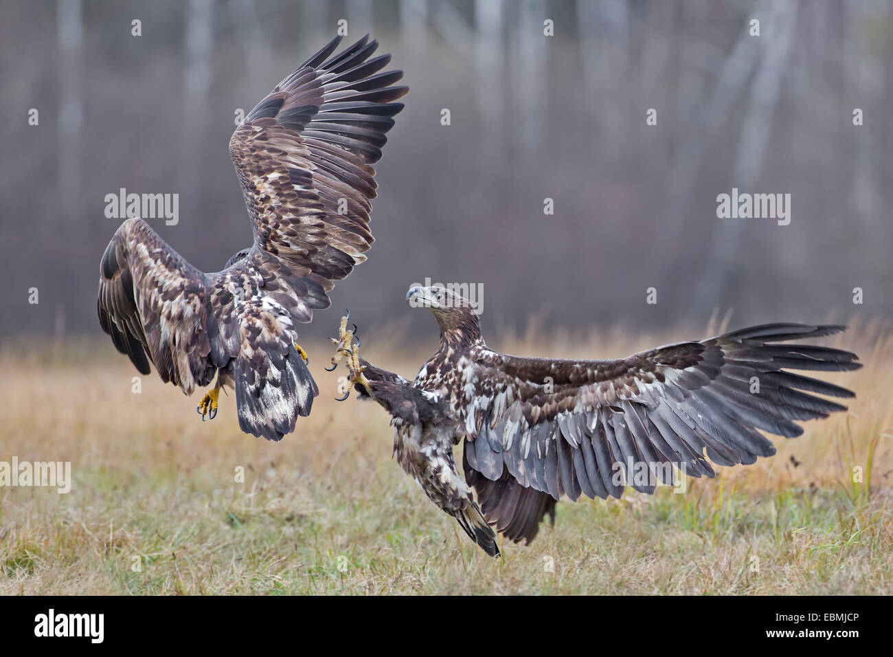 White-tailed eagle (Haliaeetus albicilla), la lotta contro gli uccelli giovani, Polonia Foto Stock