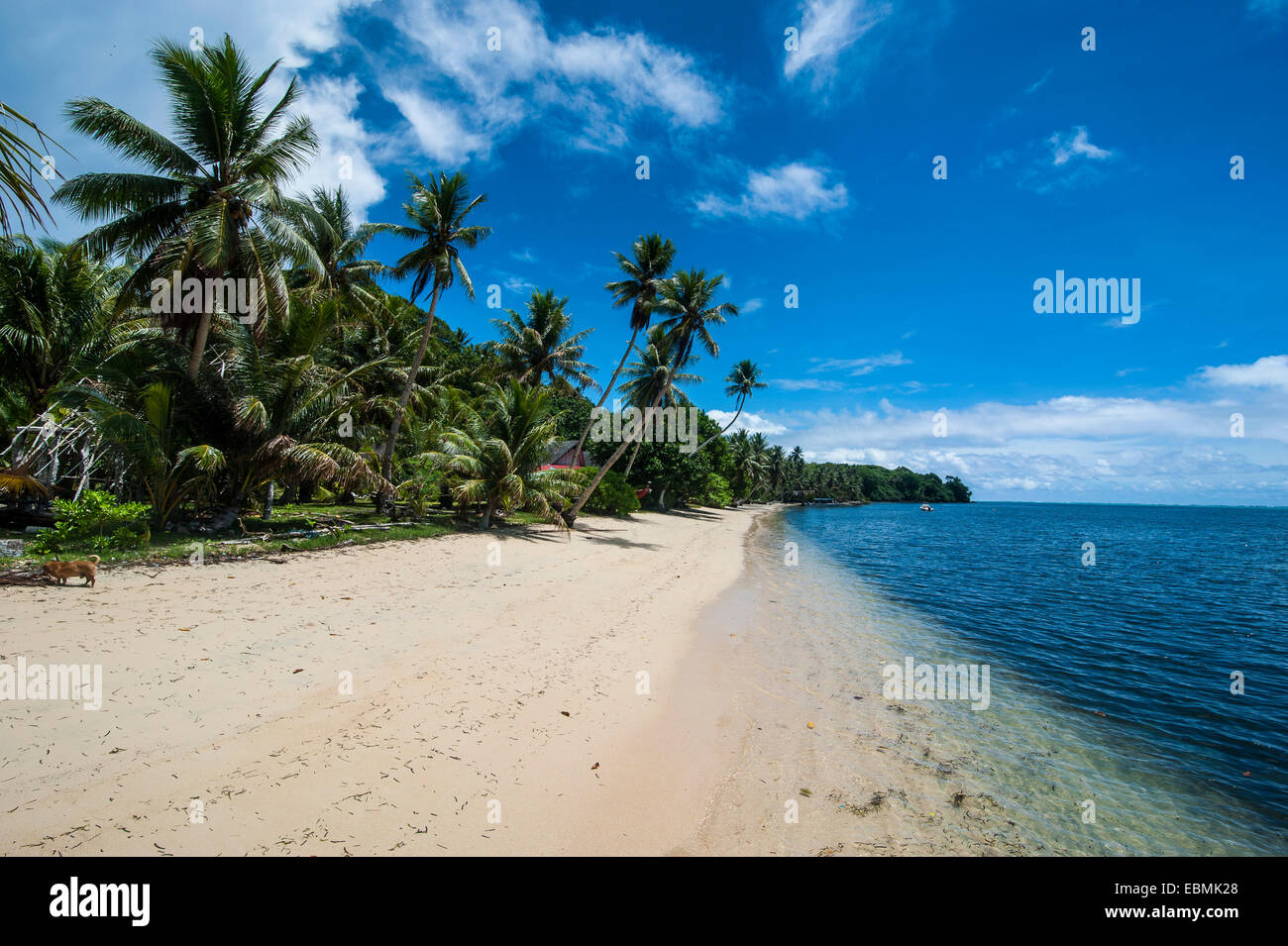 Spiaggia di sabbia bianca e palme, Yap Island, Isole Caroline, Stati Federati di Micronesia Foto Stock